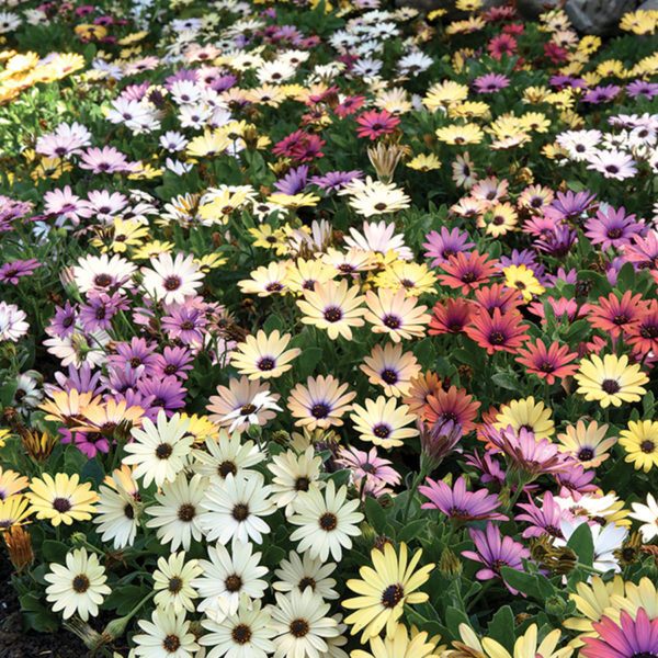 Osteospermum