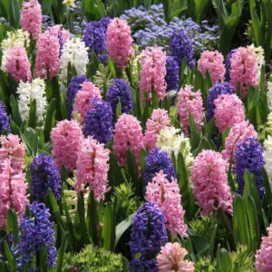 Jacinthe Plante Roubaud 13008 MARSEILLE FLEURIE JARDINERIE