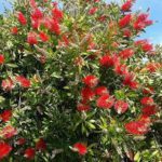 Callistemon Laevis