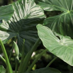 alocasia 13008 roubaud jardinerie