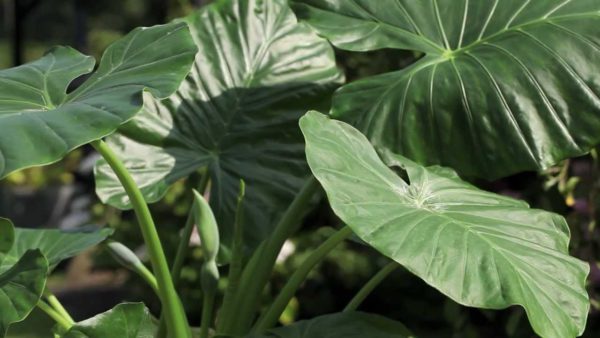 alocasia 13008 roubaud jardinerie