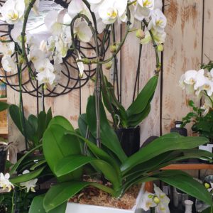 Orchidées colorées • Roubaud Jardinerie Marseille
