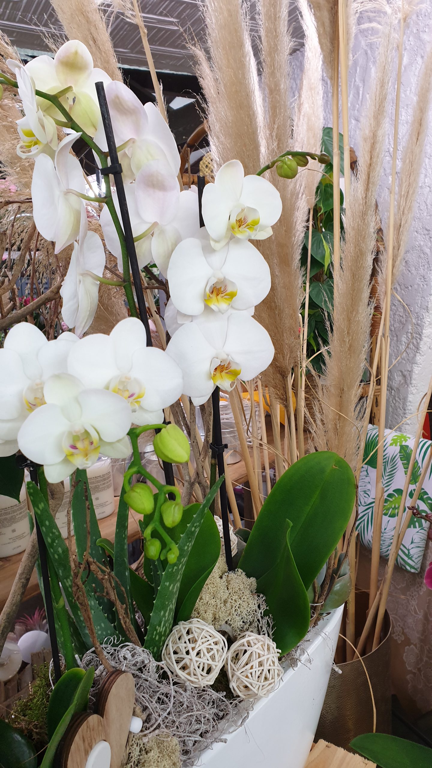 Orchidées colorées • Roubaud Jardinerie Marseille