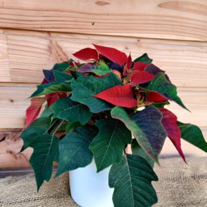 Poinsettia
