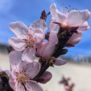 FRUITIER PECHER EN FLEURS JARDIENRIE ROUBAUD 13008 MARSEILLE