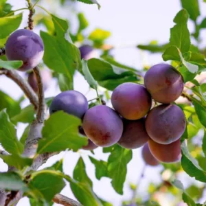 PRUNIER-RENE-CLAUDE-VIOLETTE-FRUITIER-ROUBAUD-JARDINERIE-13008-MARSEILLE