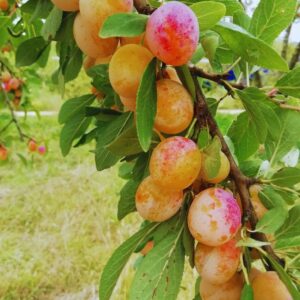 Prunier-mirabelle_de_nancy-arbres_fruitier-jardinerie-roubaud-13008-marseille