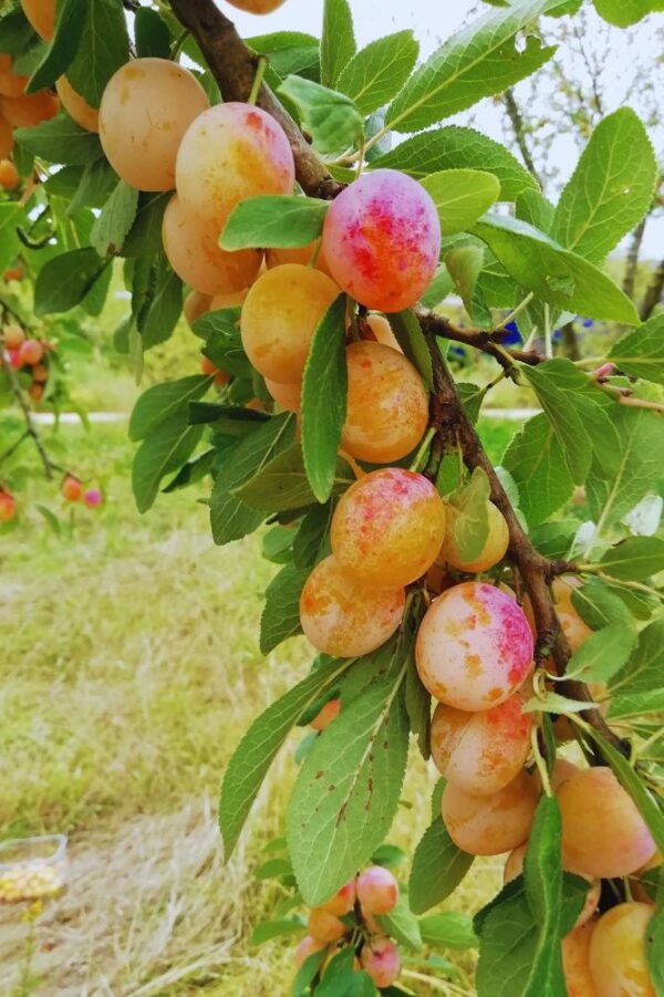 Prunier-mirabelle_de_nancy-arbres_fruitier-jardinerie-roubaud-13008-marseille
