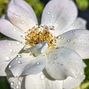 ROSIER-ICEBERG-ROUBAUD-JARDINERIE-PLANTE-EXTERIEURE-13008-MARSEILLE