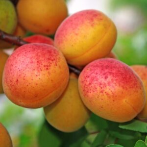 abricotier-roussillon-fruitier-roubuad-jardineire-13008-marseille