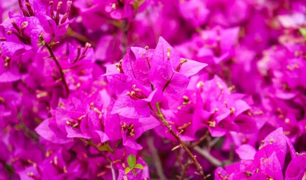 bougainvillier-fleur-plante-roubaud-jardinerie-13008-marseille