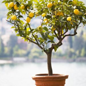 citronnier-en-pot-fruitier-citrus-limonum-jardinerie-roubaud-13008-marseille