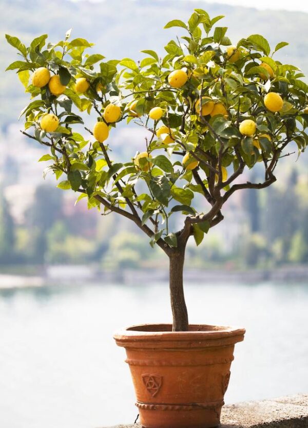 citronnier-en-pot-fruitier-citrus-limonum-jardinerie-roubaud-13008-marseille