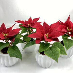 mini-poinsettia-fleur-de-noel-CADEAU-ROUBAUD-JARDINERIE-13008-MARSEILLE