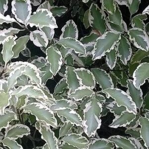 pittosporum_tenuifolium_variegatum-arbuste-plante-roubaud-jardinerie-13008-marseille