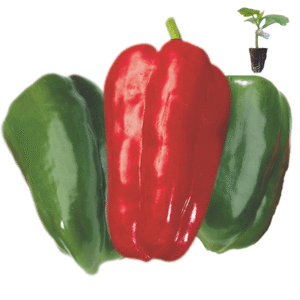 poivron-lamuyo-f1-greffe-potager-jardinerie-roubaud-13008-marseille