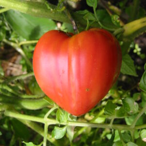 tomate-Coeur_de_boeuf_potager-roubaud-jardinerie-13008-marseille