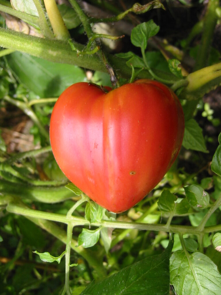 tomate-Coeur_de_boeuf_potager-roubaud-jardinerie-13008-marseille