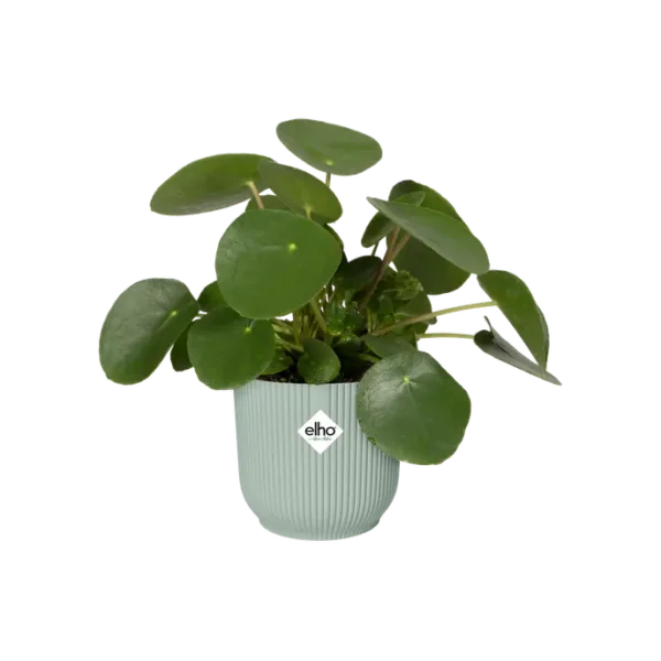vibes_fold_rond_sorbet_vert-roubaud-jardinerie-13008-marseille