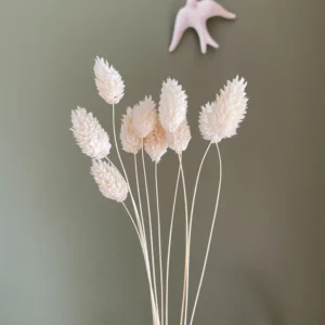 Fleurs-sechees_-Phalaris-blanches-Fleuriste-roubaud-13008-marseille