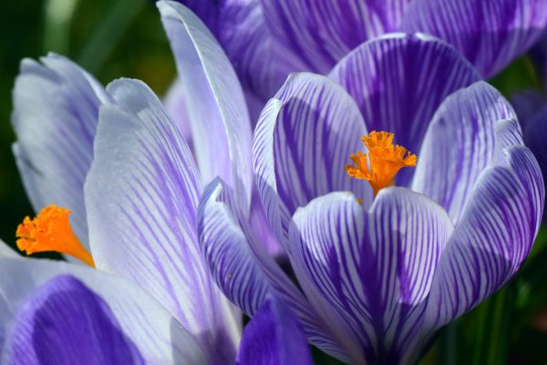 Crocus