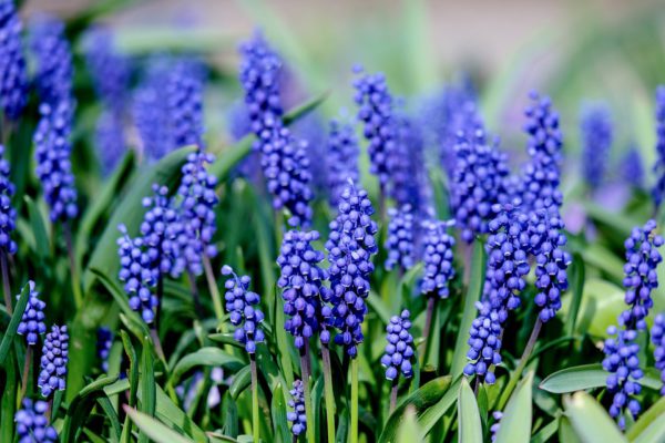 Muscari