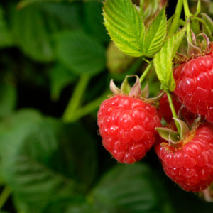 FRAMBOISIER PETITS FRUITS POTAGER JARDINERIE ROUBAUD 13008 MARSEILLE