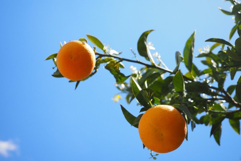 Fruitier Agrumes Arbres Roubaud Jardinerie Marseille