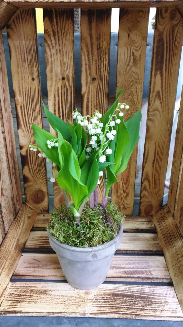 pot-muguet en terre cuite 9 brins de muguet porte bonheur 13008 marseille