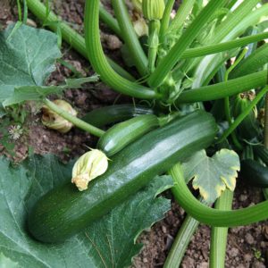 A000062 Courgette