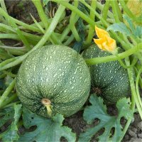 A000063courgette Ronde