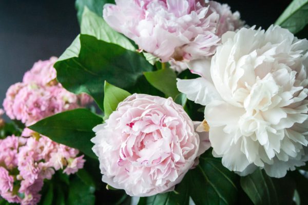 Pivoine Roubaud Jardinerie Fleurs