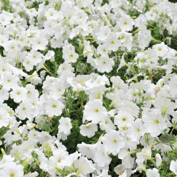 petunia-fleur-blanche-13008-marseille-roubaud-jardinerie