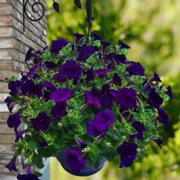 petunia-fleur-violette-13008-marseille-roubaud-jardinerie