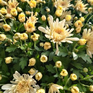 Mini Chrysanthème