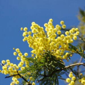 Mimosa Plante Jardinerie Roubaud Marseille