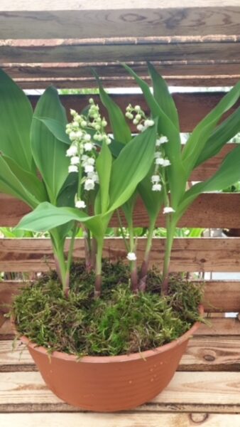 POT-9-BRINS-MUGUET-JARDINERIE-ROUBAUD-13008-MARSEILLE