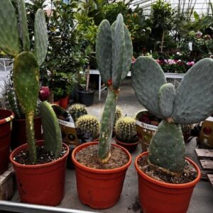 opuntia-titania-cactus-oreille-de-mickey-roubaud-jardinerie-13008-marseille