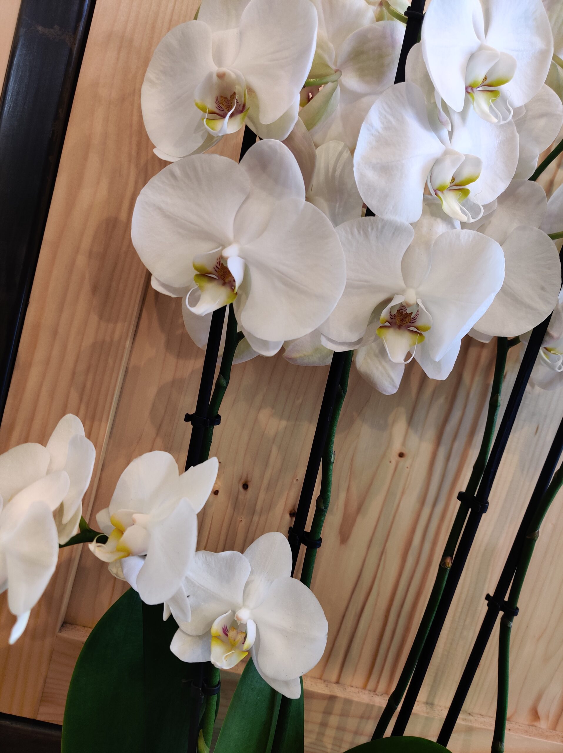 Orchidée Panachée • Roubaud Jardinerie Marseille