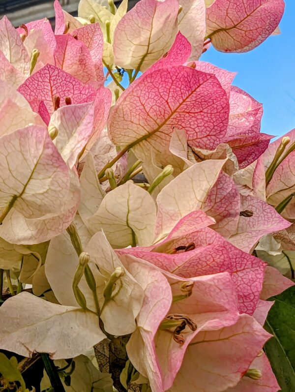 Bougainvillier – Image 2