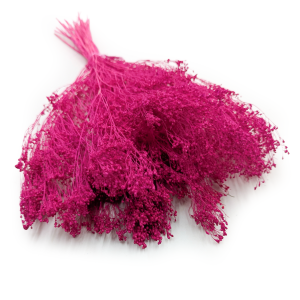 Broom-Bloom-Fleurs-sechees-fushia-fleuriste-roubaud-13008-marseille