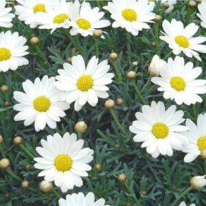 anthemis-plante-fleurie-jardinerie-roubaud-13008-marseille