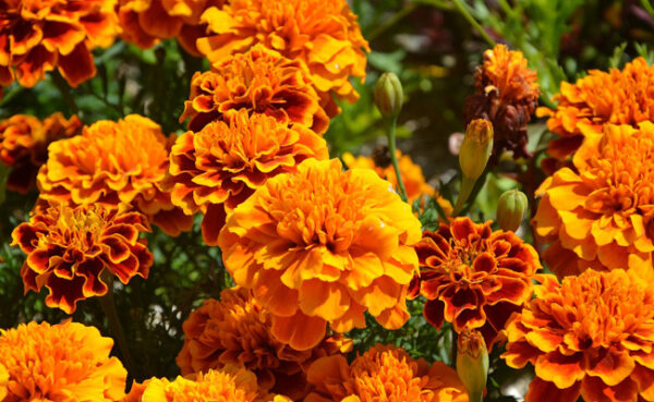 Oeillet D'Inde Tagetes – Image 2