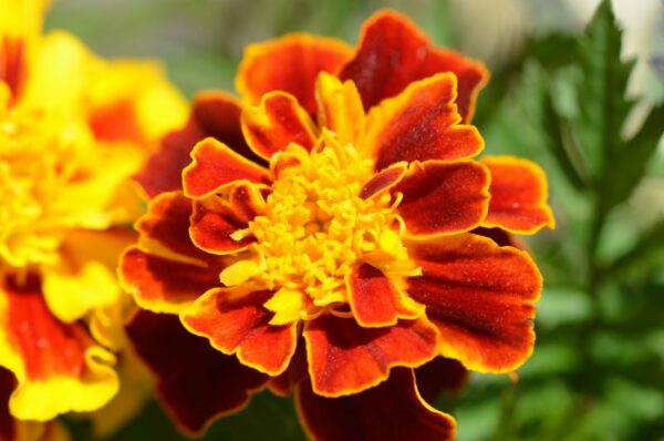 Oeillet D'Inde Tagetes