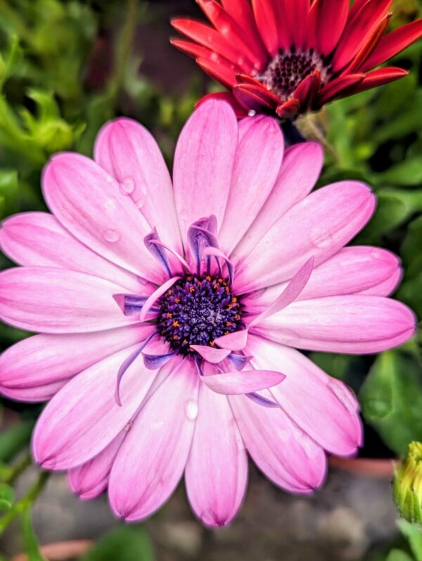 Osteospermum – Image 2