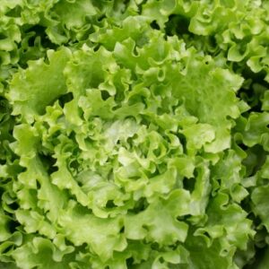 salade-batavia-blonde-jardinerie-roubaud-13008-marseille