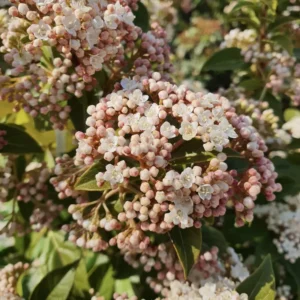 viburnum-tinus-eve-price-laurier-tin-jardinerie-roubaud-13008-marseille