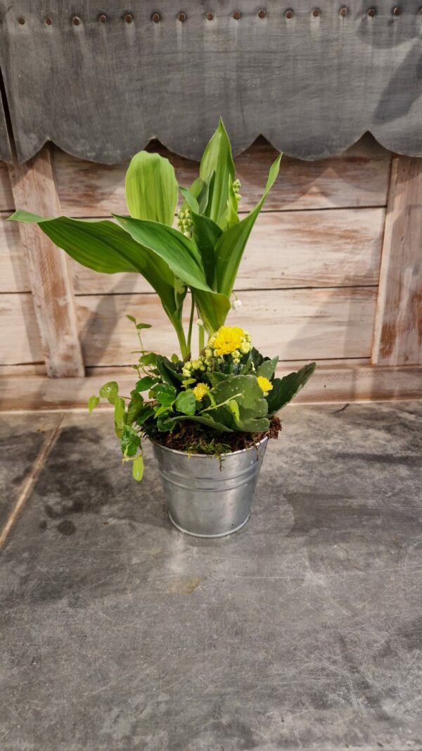 Muguet Composition de Muguet fleurie dans un pot en Zinc