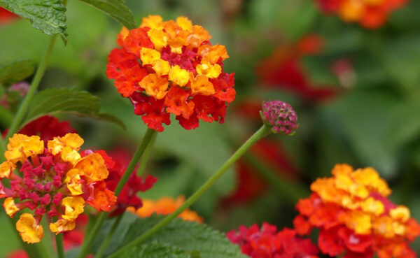 Lantana
