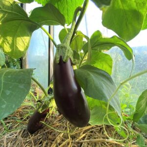 Aubergine Baluroi en godet